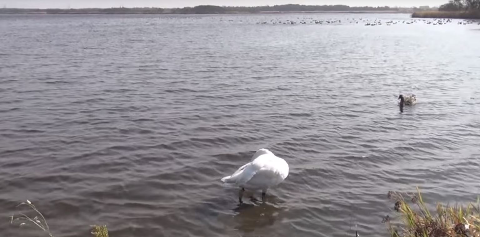 北海道 ウトナイ湖 動植物・野鳥の宝庫