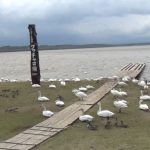 クッチャロ湖　コハクチョウと数万羽のカモ