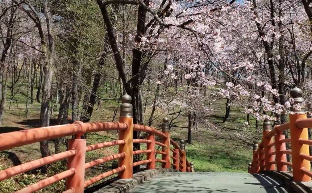 北海道　桜スポット　新得山町立自然公園