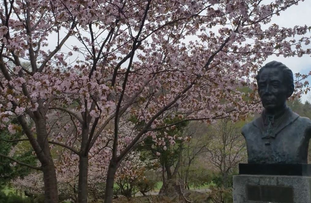 北海道　富良野　桜スポット